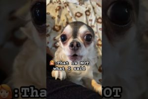 🤣🐾#chihuahua #funny dogs #funny dog videos #cute puppies