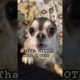 🤣🐾#chihuahua #funny dogs #funny dog videos #cute puppies