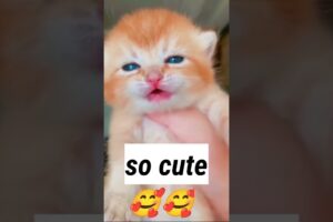 cute kitten crying| cat meowing very loudly| billi ki awaaz #shorts #viral #cat #cute #youtubeshorts