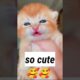 cute kitten crying| cat meowing very loudly| billi ki awaaz #shorts #viral #cat #cute #youtubeshorts