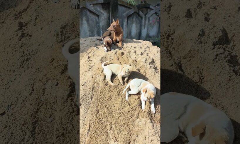 cute puppies on sand #cutepuppies #kukur #dogitization #labrador
