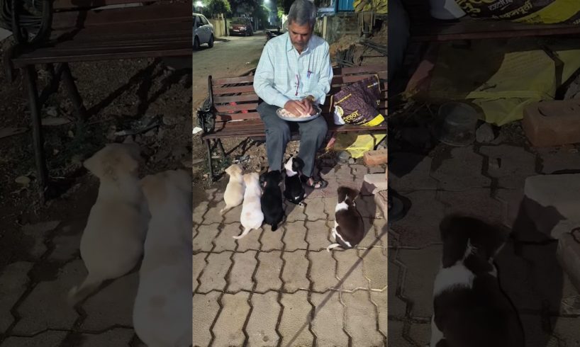 cute puppies #puppies #cutepuppies #funnypuppies #cutepuppy #dog #pupies #puppy #cutepet #doglover