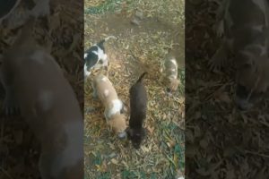 cute puppies #shortvideo #trending #viral #in my hostel #youtubeshorts #youtube trending