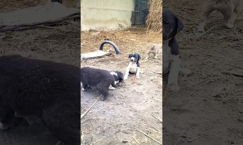 cute puppies 😍😍#viral#shorts#trending