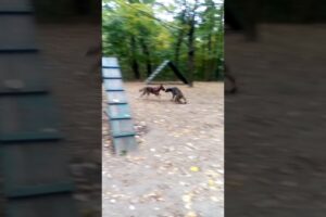 dogs playing , part 1k #animals #dog #dogs #dogsplaying #fannyvideo #playground