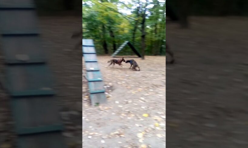 dogs playing , part 1k #animals #dog #dogs #dogsplaying #fannyvideo #playground