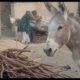 donkey is braying