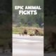 epic animal fights