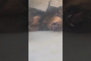 german shepherds puppy love his father #puppy prank #cute puppies #shorts #viral #trend #funny