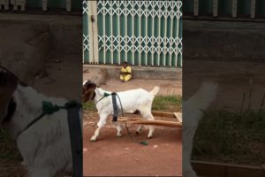 goat rescues cutis from go market #cutis #monkey #babymonkey #cutisfamily