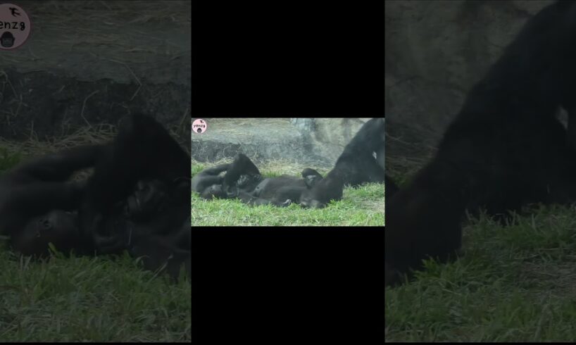 #gorilla fun playing #ゴリラ #taipeizoo #ringo #jabali #shorts