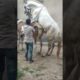horse breeding