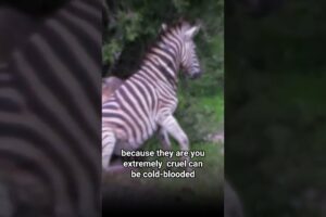 hyenas' vs Zebra😨😳  #animals #viral #wildanimals