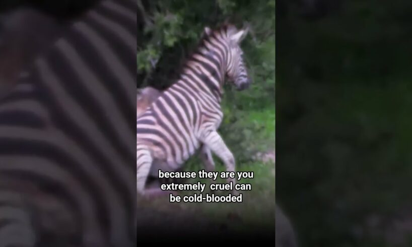 hyenas' vs Zebra😨😳  #animals #viral #wildanimals