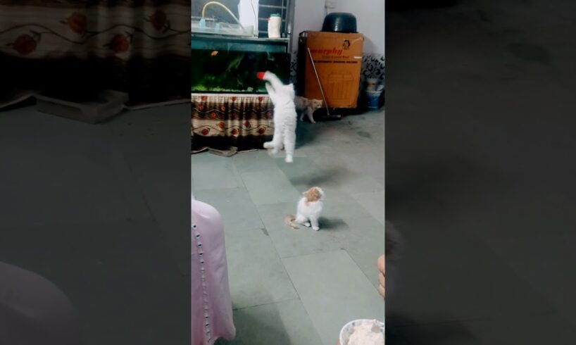 kitten jump play... #kitten #catsfunnyvideos #play #catlover #animals #babycat #fish