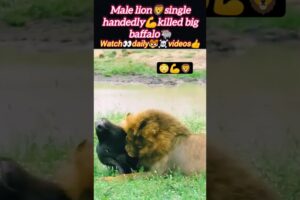 lion attacks baffalo | lion baffalo fights | lion vs baffalo | lion african baffalo  #shorts #lion