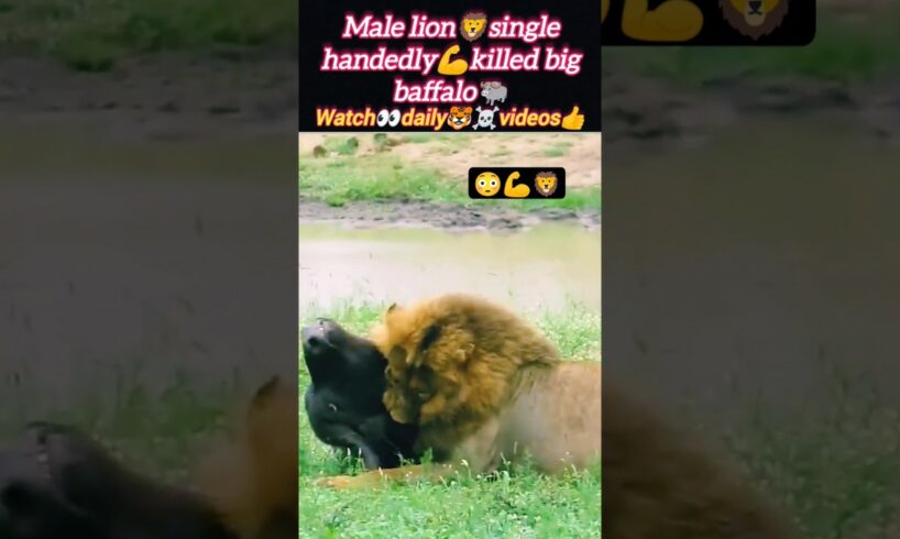 lion attacks baffalo | lion baffalo fights | lion vs baffalo | lion african baffalo  #shorts #lion
