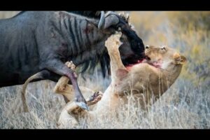 lion kill wildebeest | the greatest fights in the animal kingdom | lion vs wildebeest