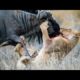 lion kill wildebeest | the greatest fights in the animal kingdom | lion vs wildebeest