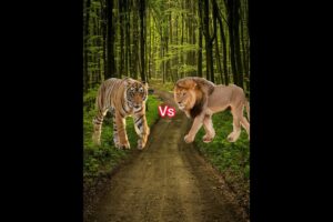 lion vs tiger tiger vs lion lion tiger vs all animal lion tiger fight #shorts #viral #lion #tiger
