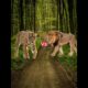 lion vs tiger tiger vs lion lion tiger vs all animal lion tiger fight #shorts #viral #lion #tiger