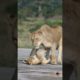 #lioness and cubs playing. Precious moment of lions family. #wildlife #animals #lion #lioness