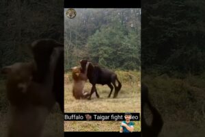 lions Buffalo fight video 😭 animal #wildlife #buffalo #lion #wildanimal #short