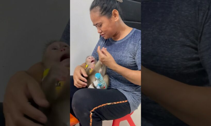 #monkeyboy #monkey05 #monkeybab #babyanimal #monkeyplay #babymonkey #baby #monkeymonkey #animals