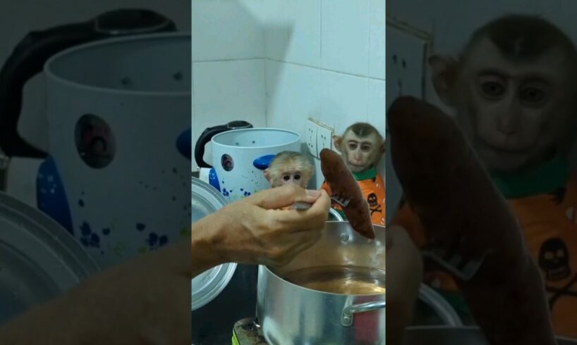 #monkeyplay #monkeymonny #monkeyboy #babyanimal #monkeybab #babymonkey #cute #monkey05 #animals