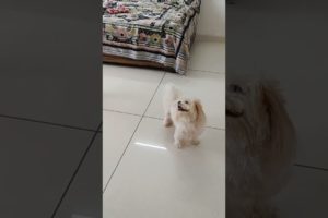 puppy crazy for Ball | wait for end  #shihtzu #shorts #doglover  #cute  #puppies