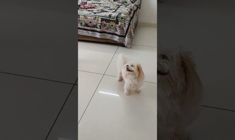 puppy crazy for Ball | wait for end  #shihtzu #shorts #doglover  #cute  #puppies