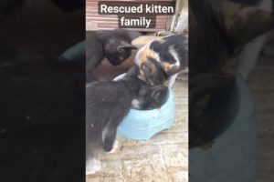 rescued kitten family #love #sad #catlover #animals