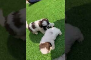 shihtzu cutest puppies ready to move  8527980542 delhi ncr at guenine prices call or WhatsApp