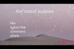 the cutest puppies in the word