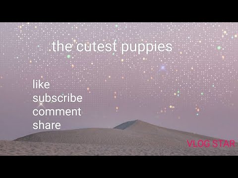 the cutest puppies in the word