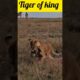 tiger attack animal #shortsfeed #shortvideo #foryou