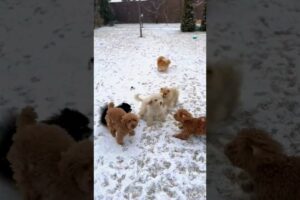 tiny kitten playing đ| #animals #shortsfeed #short #tiktok #travel