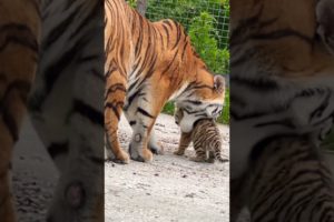 Амурская тигрица прячет своего малыша. Тайган #animal #taigan #animals