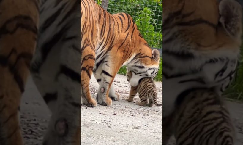 Амурская тигрица прячет своего малыша. Тайган #animal #taigan #animals