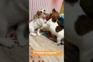 Розмова по-терʼєрські🐶😁🐶 Funniest & cutest puppies Jack Russell terrier #funny #jackrussellpuppy