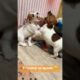 Розмова по-терʼєрські🐶😁🐶 Funniest & cutest puppies Jack Russell terrier #funny #jackrussellpuppy