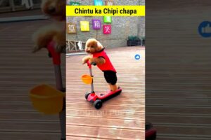 चिंटू का स्कूटर 🥰 Cutest puppy funny shorts #cutepuppy #pettoy #puppyrace