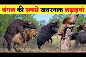 जंगली जानवरों की सबसे भयानक लड़ाइयां | 5 Most Dangerous Wild Animal Fights | Animal Fight in hindi