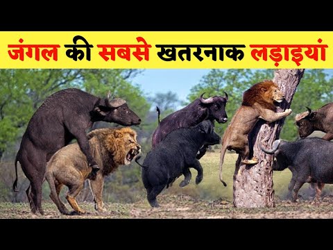 जंगली जानवरों की सबसे भयानक लड़ाइयां | 5 Most Dangerous Wild Animal Fights | Animal Fight in hindi