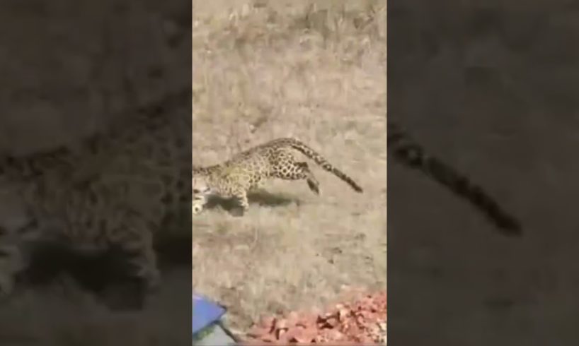 तेंदुए की दहशत / leopard enters residential area in Haldwani #leopard