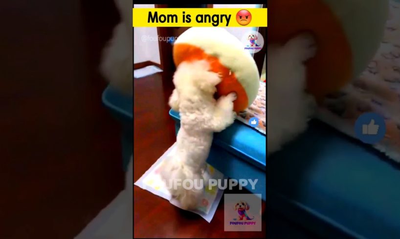 मम्मी माफ करदो चिंटू को 🥺 cutest puppies funny like cartoon hindi #cutepuppies #foufou #cutestpets