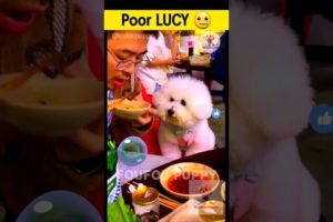 लूसी बेचारी 🥺 Sad Lucy | cutest puppy funny like cartoon hindi #cutepuppies #foufou #hungrydog