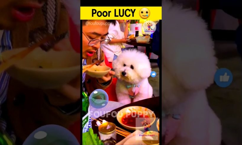 लूसी बेचारी 🥺 Sad Lucy | cutest puppy funny like cartoon hindi #cutepuppies #foufou #hungrydog