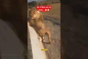 शेर ने किया कर पर हमला...🤯#Shorts #ytshort #youtubeshorts #viral #animal #lion #encounter #RNMFacts