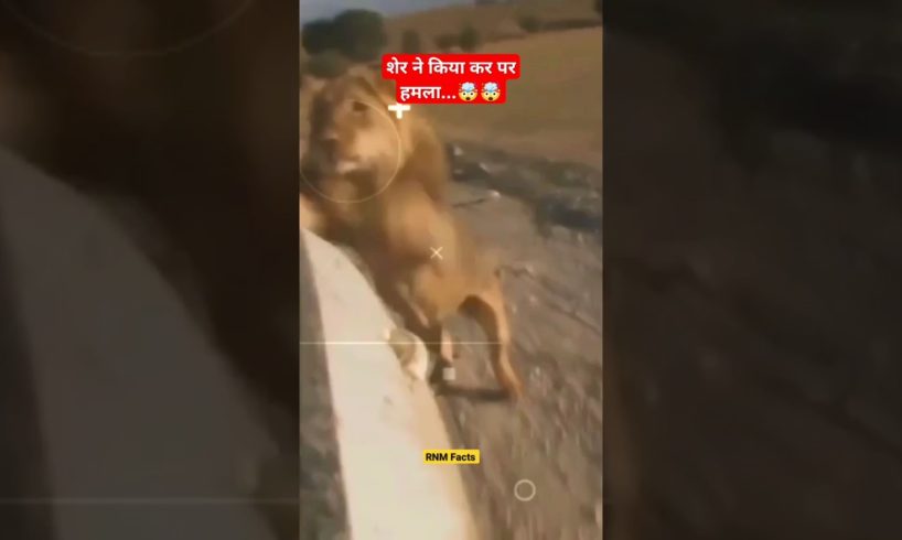 शेर ने किया कर पर हमला...🤯#Shorts #ytshort #youtubeshorts #viral #animal #lion #encounter #RNMFacts